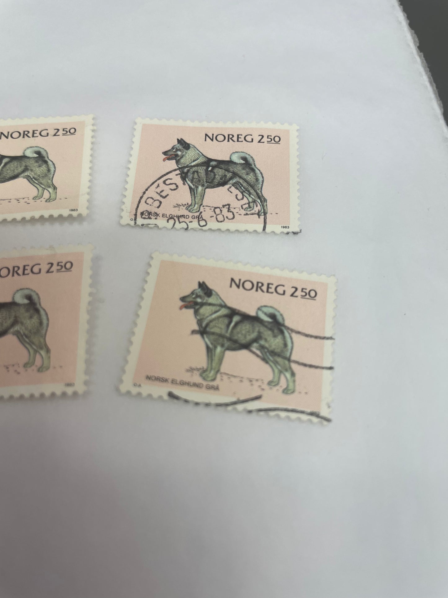 Norsk Elghund Grå, selges pr stk