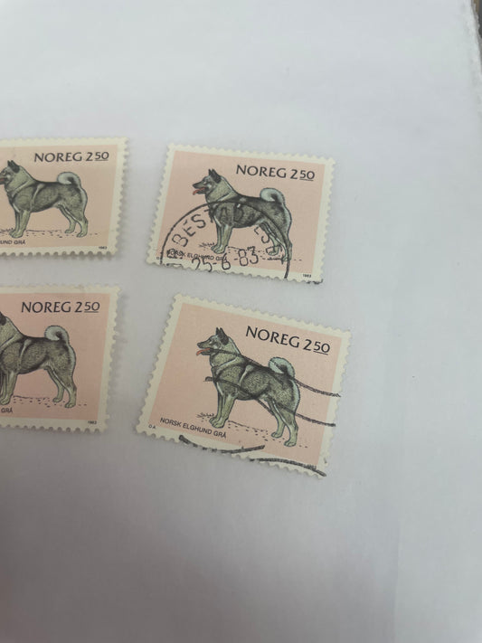 Norsk Elghund Grå, selges pr stk